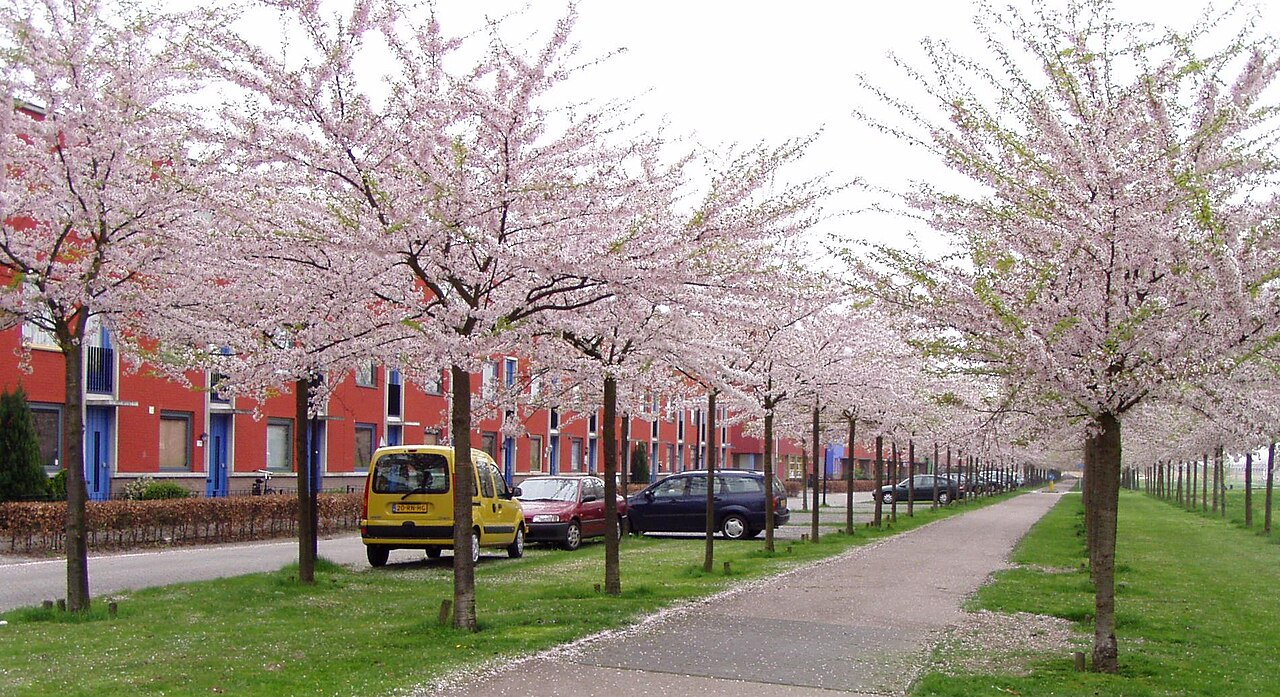 Woningen in de Terracottastraat in de Regenboogbuurt