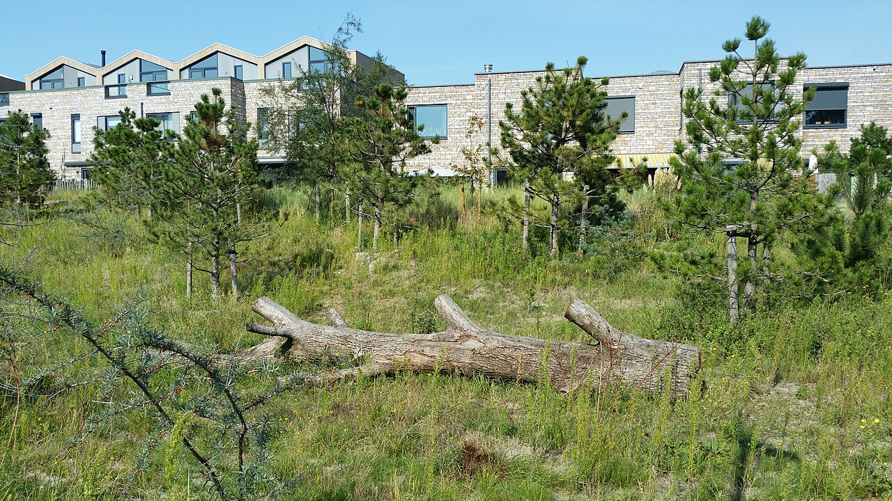 Duinbeplanting en nieuwbouw in Duin, Almere Poort